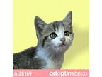Adopt Bubba a Gray or Blue Domestic Shorthair / Mixed cat in Tuscaloosa
