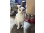 Adopt Wally a White Domestic Shorthair cat in Lafayette, CO (38759560)