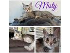 Adopt Misty a Calico or Dilute Calico Domestic Mediumhair (medium coat) cat in