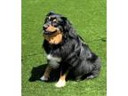 Adopt Sonny a Tricolor (Tan/Brown & Black & White) Australian Shepherd / Mixed