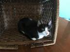 Adopt Sly a Black & White or Tuxedo Domestic Shorthair (short coat) cat in Waco