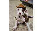 Adopt Miller a Red/Golden/Orange/Chestnut - with White Pit Bull Terrier / Mixed