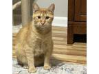 Adopt Eugene a Orange or Red Domestic Shorthair / Mixed cat in Carmel