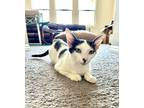 Adopt Mint a Black & White or Tuxedo Domestic Mediumhair (medium coat) cat in