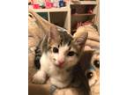 Adopt Paris a Gray, Blue or Silver Tabby Domestic Shorthair (short coat) cat in