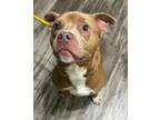 Adopt Fonzie a Tan/Yellow/Fawn - with White Pit Bull Terrier / Mixed dog in