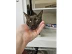 Adopt Lady Godiva a Brown or Chocolate Domestic Shorthair (short coat) cat in