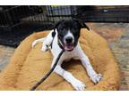 Adopt Mayzee a White - with Black Pointer / Mixed dog in Jacksonville