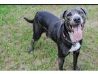 Adopt Lola a Gray/Silver/Salt & Pepper - with White Blue Lacy/Texas Lacy / Mixed
