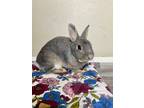 Adopt Petunia a Grey/Silver Silver (short coat) rabbit in Melbourne