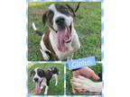 Adopt Cletus a White - with Brown or Chocolate St. Bernard / Mixed Breed (Large)