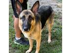 Adopt Starr a Black German Shepherd Dog / Mixed dog in Denison, TX (38758283)