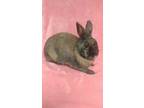 Adopt Bronwyn a Cinnamon Cinnamon / Mixed (short coat) rabbit in lake elsinore