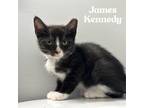 Adopt James Kennedy a Black & White or Tuxedo Domestic Shorthair (short coat)
