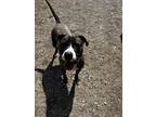 Adopt Charles a Brindle - with White Pit Bull Terrier / Mixed dog in Deerfield