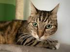 Adopt CARMEL a Brown Tabby Domestic Shorthair (short coat) cat in Irvine