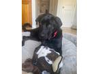 Adopt Philippe a Black Labrador Retriever / Mixed dog in Torrance, CA (38757909)