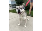 Adopt Rosco a Gray/Silver/Salt & Pepper - with White Swedish Vallhund / American