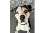Adopt Hornbee a Black American Pit Bull Terrier / Rottweiler / Mixed dog in