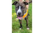 Adopt Carmichael a Brindle - with White Boxer / American Pit Bull Terrier /