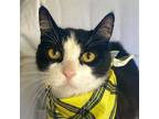 Adopt DOMINO a Black & White or Tuxedo Domestic Shorthair (short coat) cat in