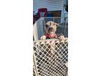 Adopt Martine a Gray/Blue/Silver/Salt & Pepper American Pit Bull Terrier /