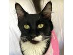 Adopt KITTY a Black & White or Tuxedo Domestic Shorthair (short coat) cat in