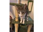 Adopt Wednesday * Courtesy Post * a Brown Tabby Domestic Shorthair (short coat)