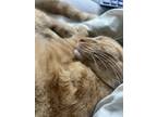 Adopt Tidal a Orange or Red Domestic Shorthair / Mixed (short coat) cat in