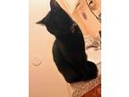 Adopt Stevie * Courtesy Post * a All Black Domestic Shorthair (short coat) cat