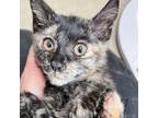 Adopt Sprinkle a Tortoiseshell Domestic Shorthair / Mixed cat in Lynchburg