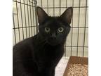Adopt Virginia a All Black Domestic Shorthair / Mixed cat in Lynchburg