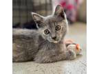 Adopt Rhodes a Gray or Blue Domestic Shorthair / Mixed cat in Shawnee
