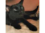 Adopt Wendy a All Black Domestic Shorthair (short coat) cat in Toronto