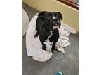 Adopt Zeke a Black Boxer / Mixed dog in Independence, MO (38757313)