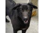 Adopt Sophie a Black Shepherd (Unknown Type) / Mixed dog in Bowling Green