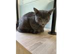 Adopt Ed a Gray or Blue Domestic Shorthair / Domestic Shorthair / Mixed cat in