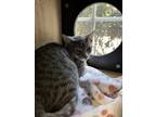 Adopt Edd a Gray or Blue Domestic Shorthair / Domestic Shorthair / Mixed cat in
