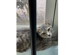 Adopt Eddy a Gray or Blue Domestic Shorthair / Domestic Shorthair / Mixed cat in