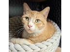 Adopt Alaska a Orange or Red Domestic Shorthair / Domestic Shorthair / Mixed cat