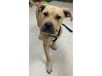 Adopt Luna a Tan/Yellow/Fawn Black Mouth Cur / Mixed dog in Gulfport
