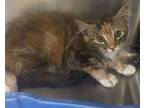 Adopt Stouffer a Orange or Red Domestic Mediumhair / Domestic Shorthair / Mixed