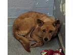 Adopt 53820494 a Red/Golden/Orange/Chestnut Shepherd (Unknown Type) / Mixed dog