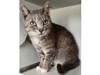 Adopt Tatum a Gray or Blue Domestic Shorthair / Domestic Shorthair / Mixed cat
