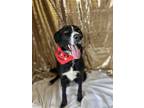 Adopt Landry a Black Border Collie / Mixed dog in LaHarpe, KS (38756809)
