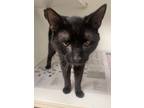 Adopt Marcus a All Black Bombay (short coat) cat in Newport, NC (38756789)