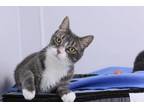 Adopt Mint a Gray or Blue Domestic Shorthair / Domestic Shorthair / Mixed cat in