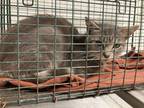 Adopt 53748261 a Gray or Blue Domestic Shorthair / Domestic Shorthair / Mixed