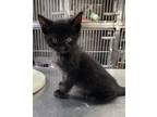 Adopt Maui a All Black Domestic Shorthair / Domestic Shorthair / Mixed cat in