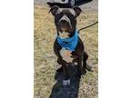 Adopt Derby a Black American Pit Bull Terrier / Golden Retriever / Mixed (short